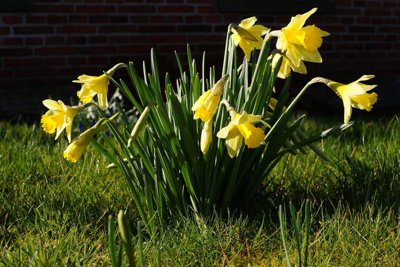 growth, springtime, iris, 5K, daffodil, inflorescence, flowering plant, no people, osterglocken, nature, freshness, narcissus pseudonarcissus, day, plant