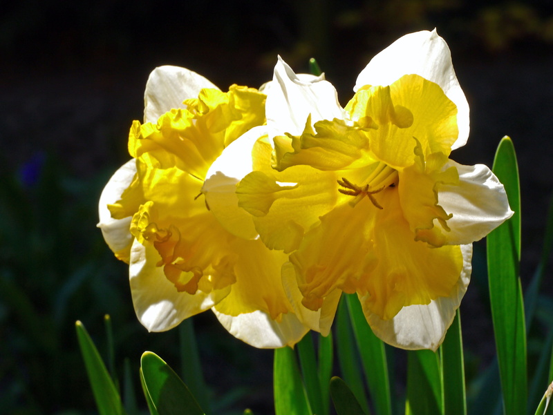 plant, growth, no people, iris - plant, flowers, macro, spring festival, beauty in nature, freshness, spring, blossom, bloom, home garden, bicolor, sunlight