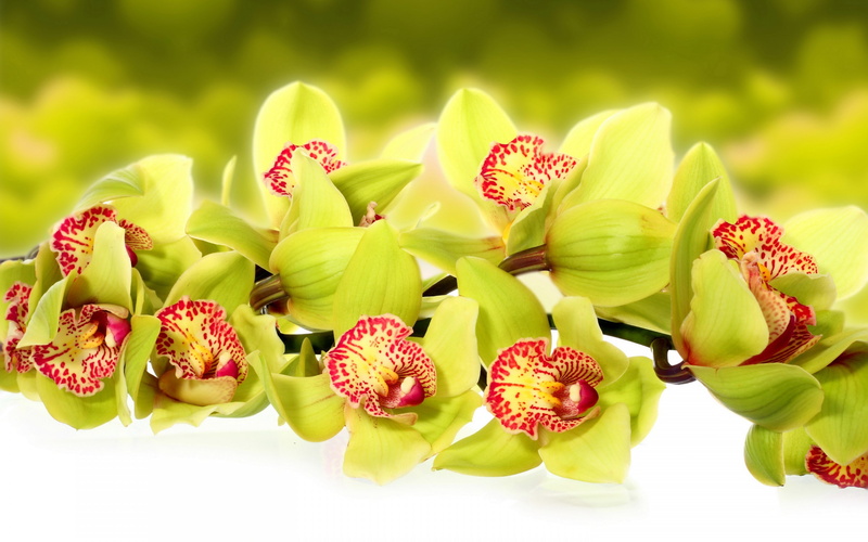 red, flowers, 2K, green, daffodils, macro, photo, orchids