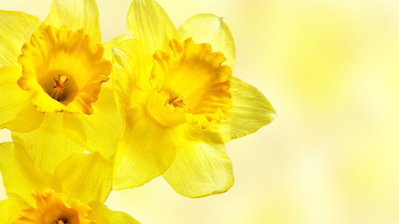 daffodils, yellow flowers, flowers, 1080P