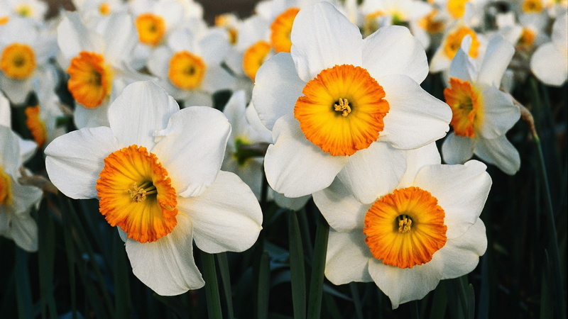 daffodils, flowers, 1080P, nature, white flowers