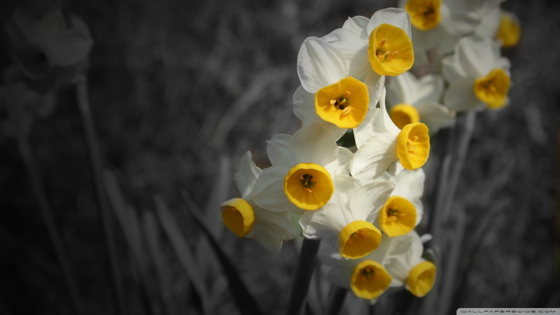 inflorescence, plant, flowering plant, flowers, no people, close-up, white flowers, vulnerability, selective focus, plants, yellow, flower head, nature
