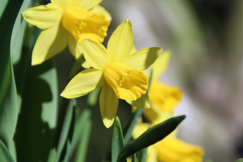 flower head, blossom, outdoors, yellow, beauty in nature, close-up, selective focus, easter, flower, 5K, no people, spring, flowering plant, vulnerability