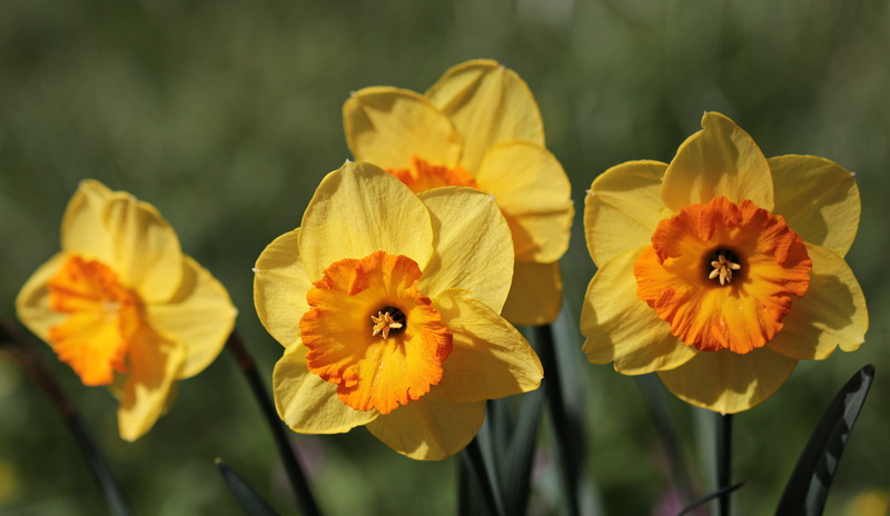 osterglocken, nature, day, garden, floral, pollen, season, sun, no people, flower head, petal, outdoors, close-up, flowering plant, narcissus pseudonarcissus