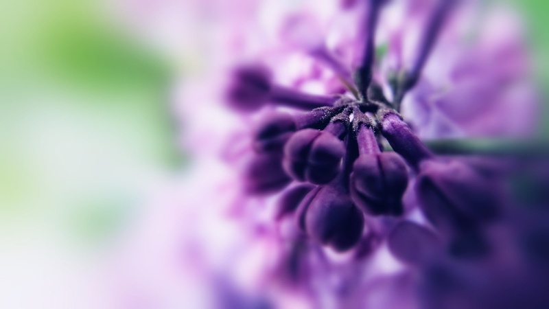 growth, flower, flower head, fragility, soft focus, food and drink, beauty in nature, outdoors, flowering plant, close-up, nature, hyacinth, 1080P, vulnerability