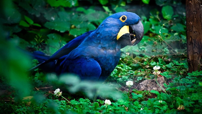 1080P, hyacinth macaw
