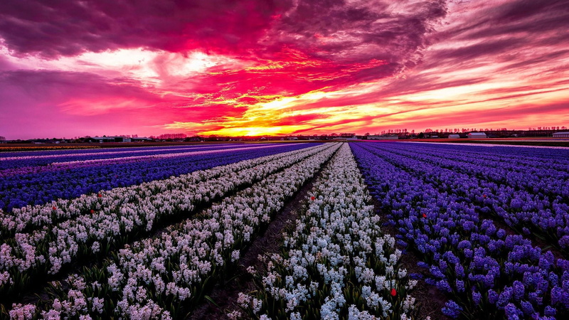 1080P, lavender, scenics - nature, sky, land, growth, tranquility, hyacinth, hyacinth fild, spring, freshness, flower farm, plant, cloud - sky, agriculture