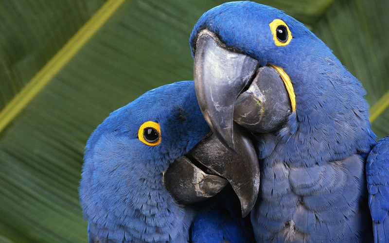 hyacinth macaw, 1080P