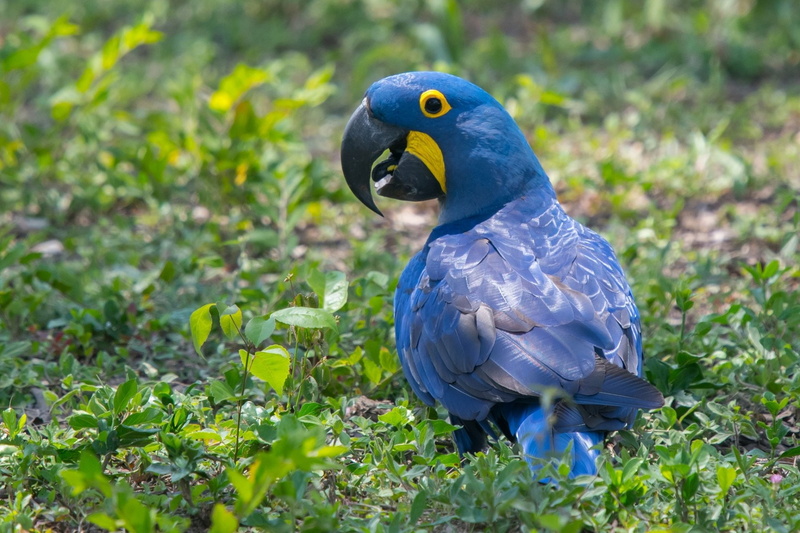 Parrot, Wildlife, Bird, Birds, Hyacinth Macaw, 1080P