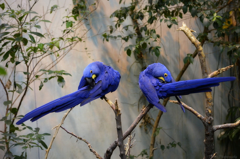 blue, parrots, pair, branch, tree, Hyacinth macaw, 1080P