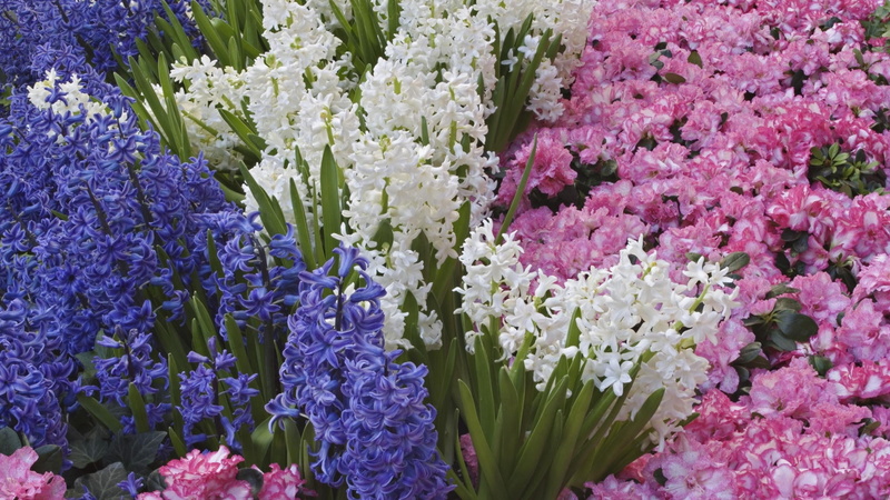flower arrangement, no People, blossom, hyacinth, botany, flowerbed, color, plant, fragility, three, summer, flowers, lilac, springtime, day, 1080P, outdoors