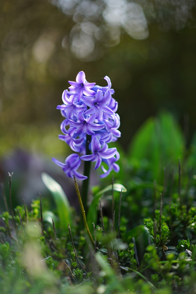 8K, blossom, field, land, inflorescence, hyacinthus, petal, blue, vulnerability, day, growth, violet, close-up, green color, flowering plant, bloom, asparagus plant