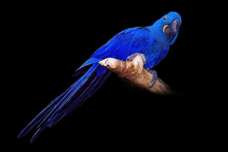nature, vertebrate, indoors, 2K, Hyacinth, birds, side view, background, marine, bird, close-up, parrots, animal wildlife, blue, reptile, copy space, macaw