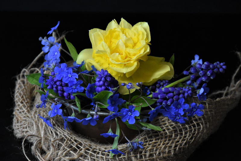plant, nature, blue, inflorescence, 4K, yellow, flower, studio shot, flowering plant, forget me not, indoors, vulnerability, romantic, tulips, rose, spring
