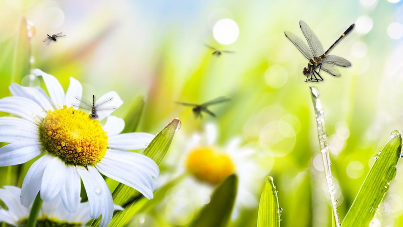 garden, sunshine, fade, flowers, fleurs, spring, chamomile, light, daisies, 1080P, daisy, duet, dragonfly, fragrant
