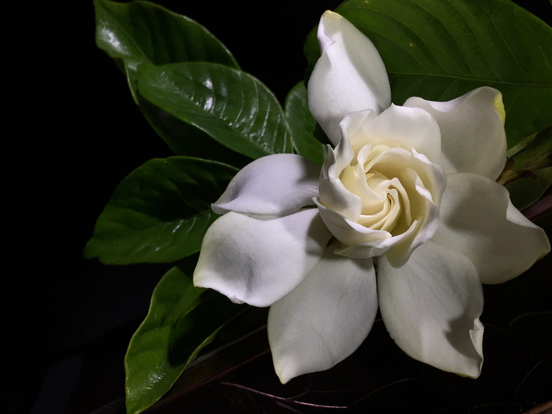 springtime, green, fragrant, petals, plant part, flora, beauty in nature, garden, flowering plant, petal, rose, nature, flower head, 4K, white, outdoors