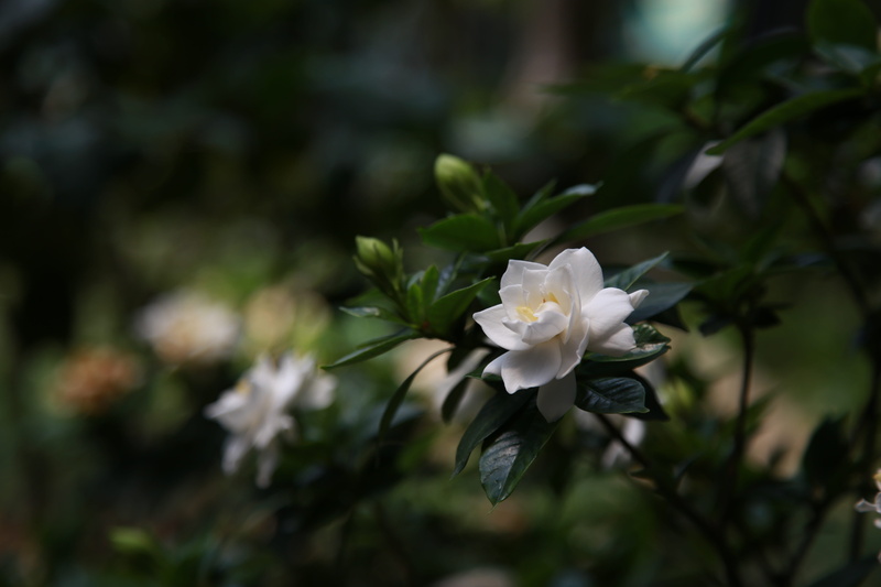 growth, plants, flowers, fragrant, flowering plant, beauty in nature, inflorescence, plant part, fragility, flower head, white, day, 5K, gardenia, flower