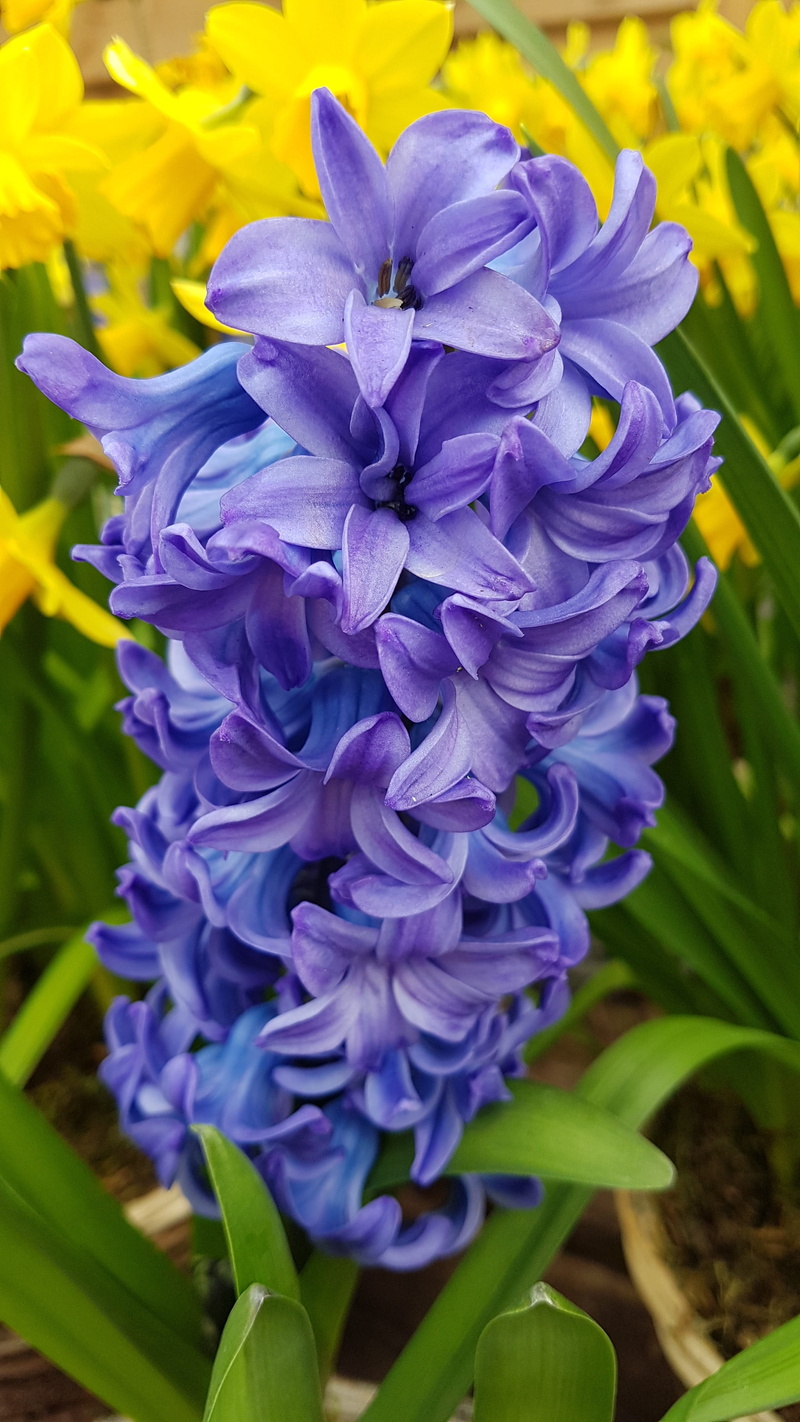 flower head, freshness, 4K, blue, no people, day, purple, fragility, hyacinth, plant, fragrant, bunch of flowers, inflorescence, growth, nature, hyacinthus