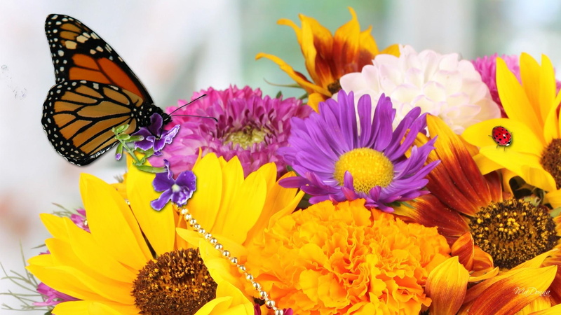 papillon, lady, fall, bouquet, fleurs, daisies, flowers, butterfly, fragrant, 1080P, chain, adding, bright, perfume