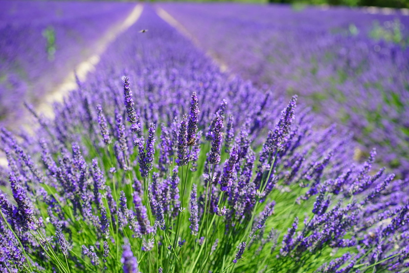 selective focus, botany, flower head, 4K, purple, beauty in nature, bloom, close-up, growth, plant, land, outdoors, lavender, flowering plant, nature