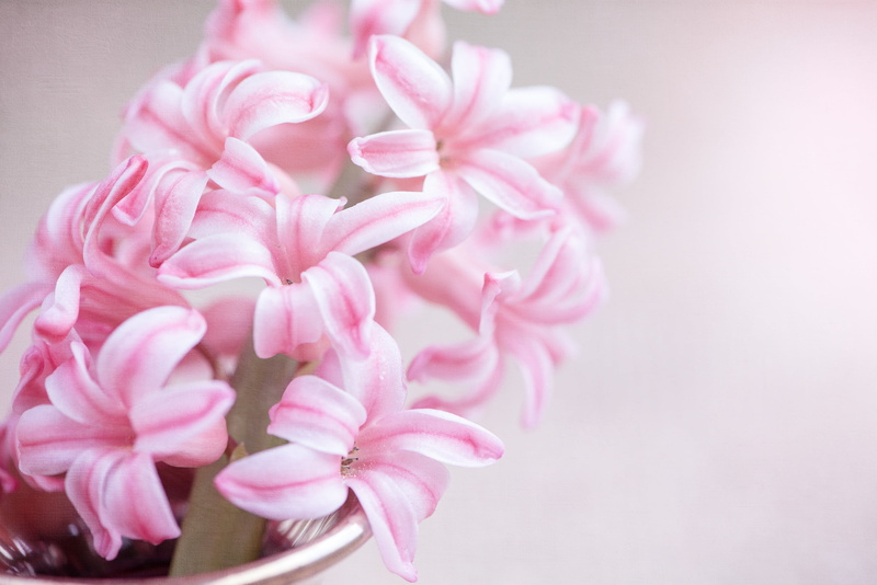 flowering plant, schnittblume, inflorescence, flower arrangement, beauty in nature, peony, day, nature, flower Head, pink hyacinth, pink, focus on foreground