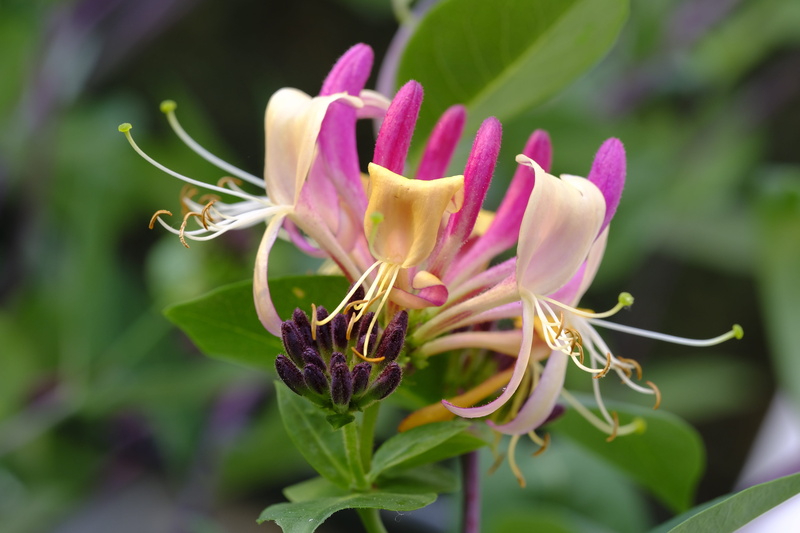 climber, growth, fragility, 5K, bloom, close-up, lonicera caprifolium, focus on foreground, no people, garden plant, purple, fragrant honeysuckle, petal
