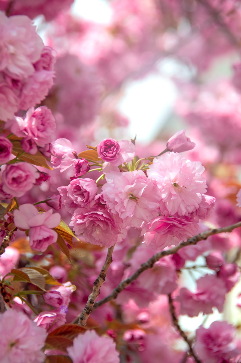 pollen, romantic, cherry tree, petal, blossom, tree, beauty, beauty in nature, fresh, no people, wood, spring, fragility, beautiful, flora, freshness, bunch of flowers