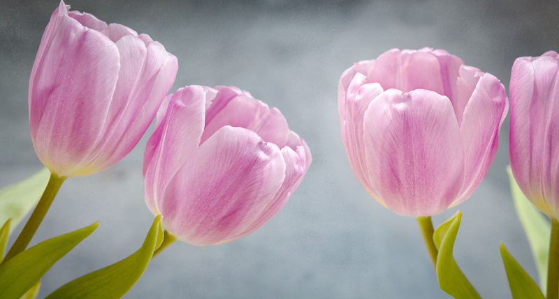 no people, pink Color, vulnerability, nature, fragility, pink flowers, inflorescence, 4K, tender, flowers, spring, spring flower, schnittblume, flower