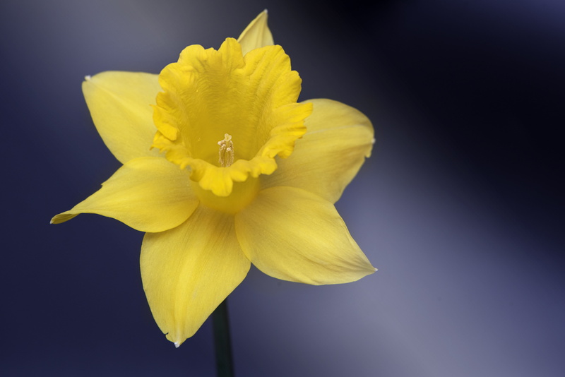 fragility, springtime, plant, narcissus, close-up, growth, indoors, flower, yellow flower, selective, no people, photography, schnittblume, narcissus pseudonarcissus