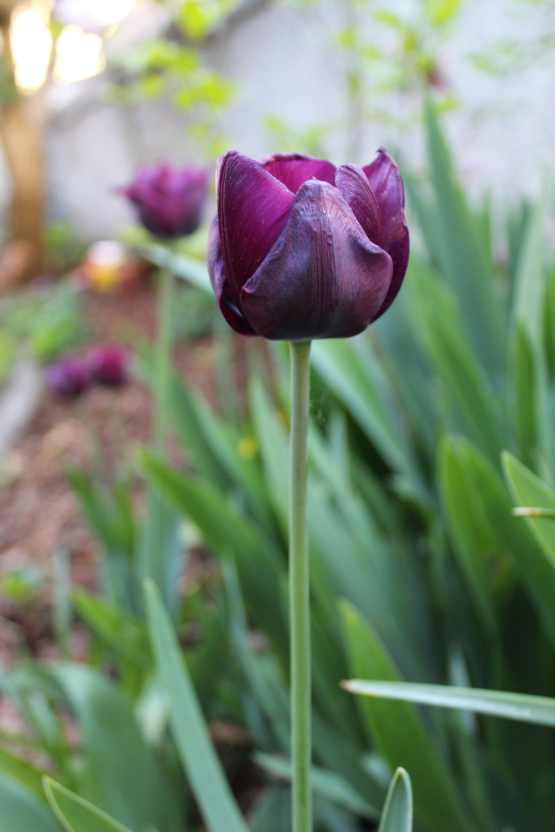 schnittblume, violet, flower head, flowering plant, tulip, nature, spring flower, flowers, day, beauty in nature, plant, green color, plant part, freshness