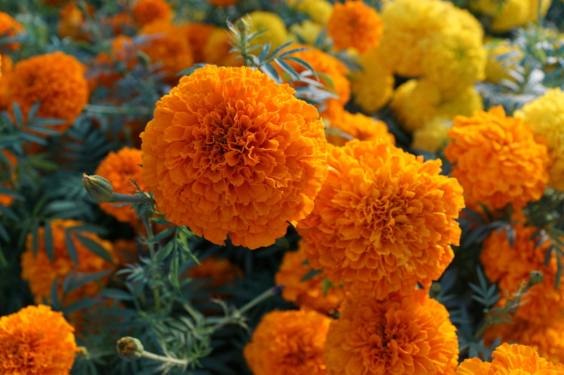flower, orange, focus on foreground, inflorescence, close-up, schnittblume, beautiful, public record, flowering plant, spring, marigold, no people, essence