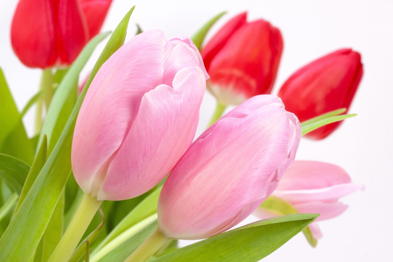 flower head, springtime, inflorescence, flowers, flowering plant, red, flora, blossom, bloom, vulnerability, plant part, beauty in nature, flower arrangement