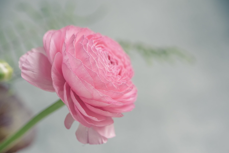 petals, rose, rose - flower, flower, 2K, inflorescence, petal, outdoors, flower head, ranunculus, focus on foreground, fragility, growth, softness, flowering plant
