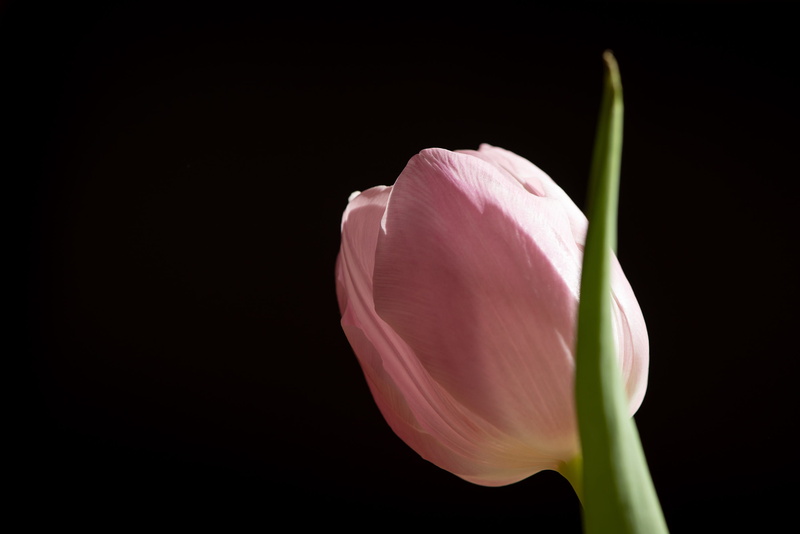 pink flower, inflorescence, close up, flower, flower head, freshness, vulnerability, black background, close-up, schnittblume, beauty in nature, softness