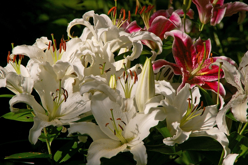 inflorescence, gift, flowerbed, close, agapanthus, flowers photography, lilies, focus on foreground, nature, flora, growth, lily, romantic, outdoors, e flowers