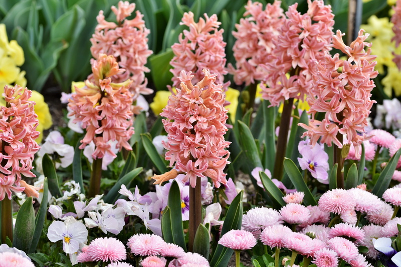 hyacinth, botany, flowers, asparagus plant, flower, outdoors, flower head, flowerbed, growth, 5K, beauty in nature, hyacinthus orientalis, no people, day