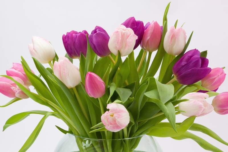 violet, peony, inflorescence, bouquet, plant, schnittblume, blossom, bloom, spring flower, purple, no people, glass vase, plant part, green, nature, birthday flowers
