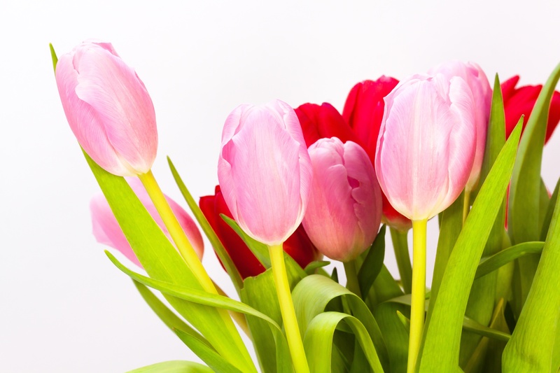 green color, growth, vulnerability, indoors, lily, beauty in nature, tulips, purple, fragility, petal, freshness, flower arrangement, close-up, inflorescence