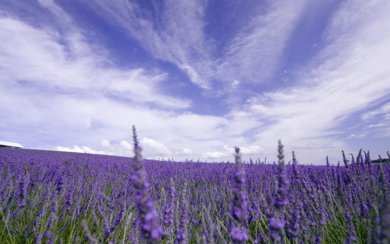 lavander, lavender, clouds, clorful, photography, 3d and abstract, lilac, field, beauty, purple, 2K, fragrant