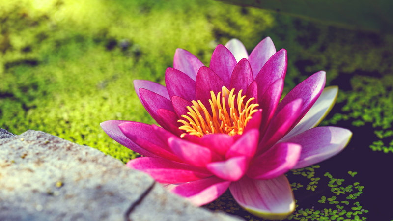 Pink, 5K, Fragrant, 5K, Water Lily