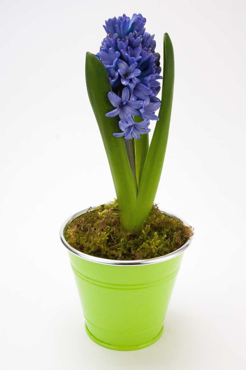 bloom, asparagaceae, fragility, flowering plant, decoration, 4K, growth, studio shot, flowers, potted plant, beauty in nature, houseplant, hyacinth, sheet