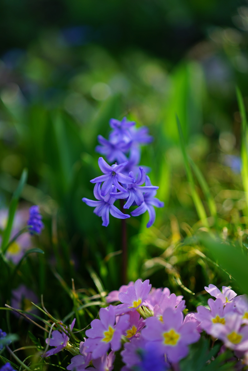petal, flower head, asparagus plant, day, field, nature, beauty in nature, fragility, asparagaceae, 8K, freshness, garden hyacinth, flowering plant, land