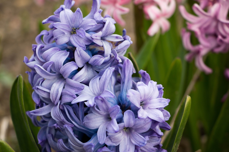 flower Head, Spring, vulnerability, Blue, petal, bunch of flowers, spring, flowers photography, fragility, no people, Spring, Hyacinth, focus on foreground