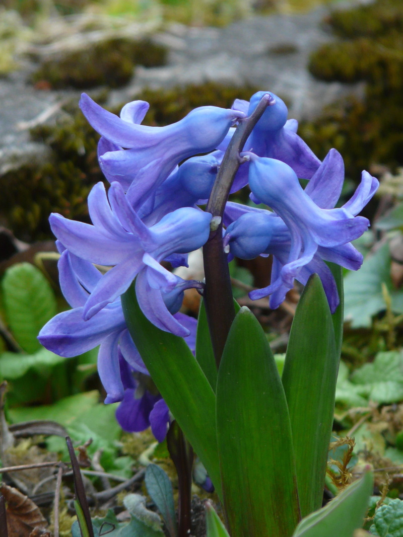 plant part, spring, fragility, day, close-up, beauty in nature, purple, leaf, plant, 2K, vulnerability, nature, blue, land, asparagaceae, garden hyacinth