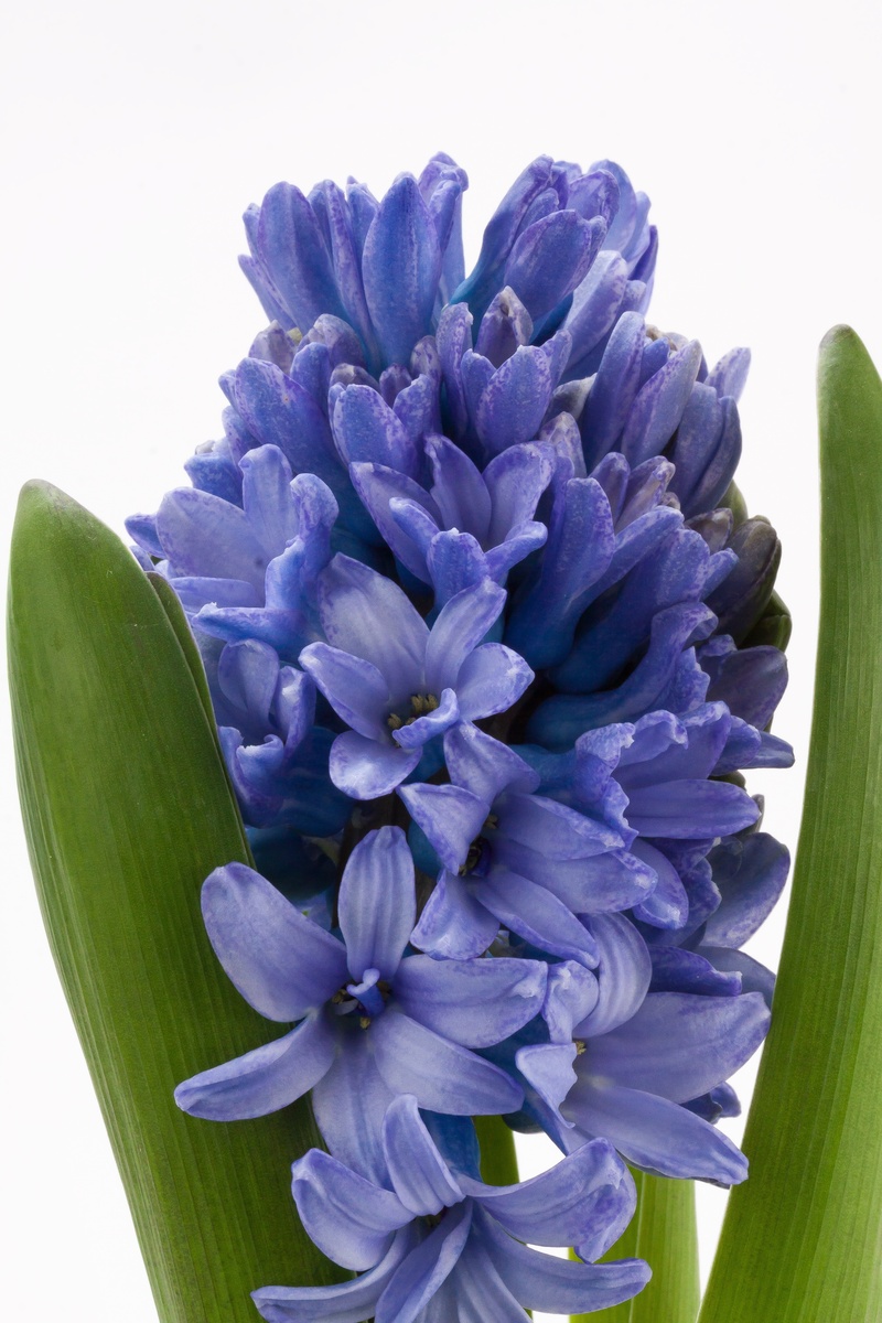 bunch of flowers, flower arrangement, spring, white background, bloom, 4K, freshness, flower head, lilac, blue, blossom, plant, no people, vulnerability