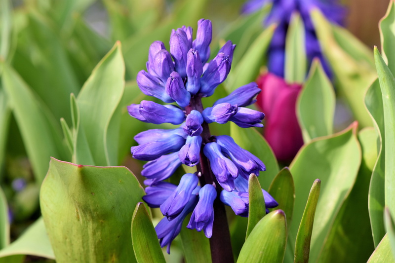purple, iris - plant, springtime, day, closeup, leaf, petal, vulnerability, petaled, flowering plant, no people, blue flower, photo, hyacinth, growth, focus on foreground