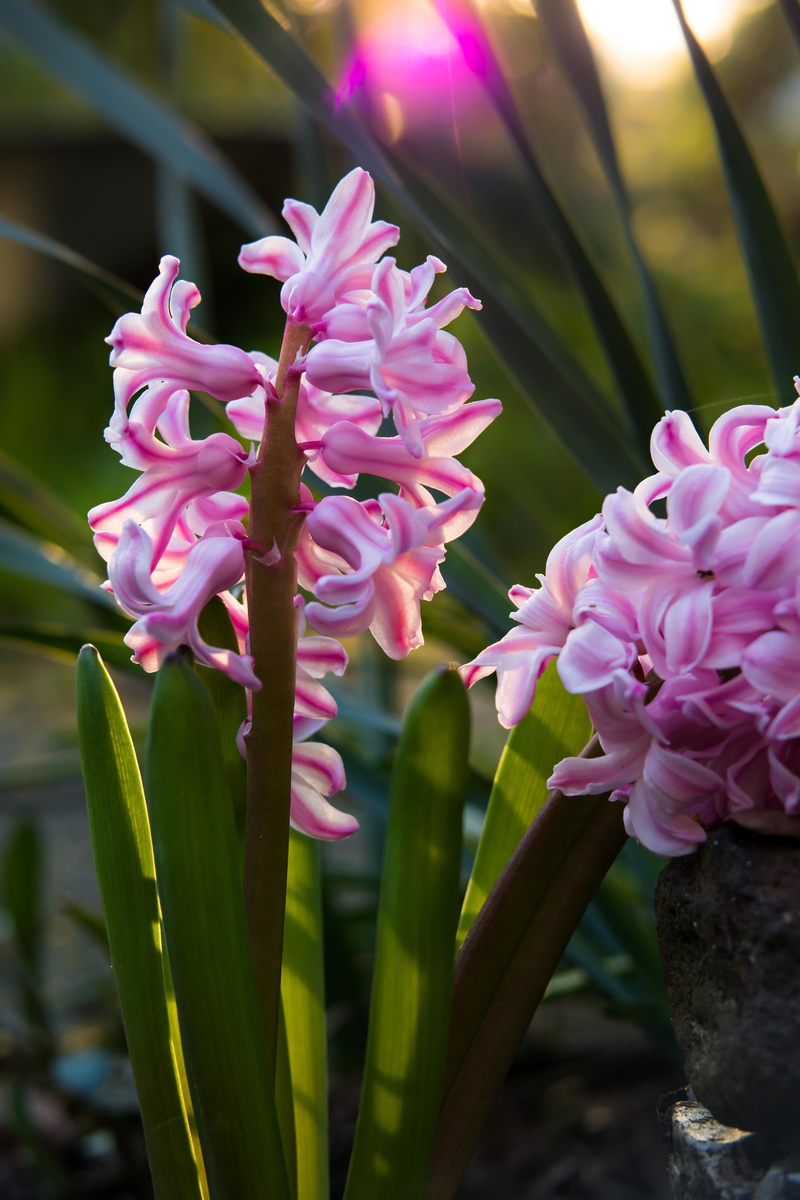 botany, vulnerability, back light, inflorescence, focus on foreground, pink, leaf, hyacinthus orientalis, flower head, petals, pink flowers, freshness