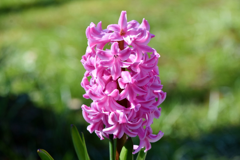 flower head, nature, pink color, growth, vulnerability, schnittblume, close-up, 5K, asparagus plant, freshness, day, no people, lilac, flower, pink, focus