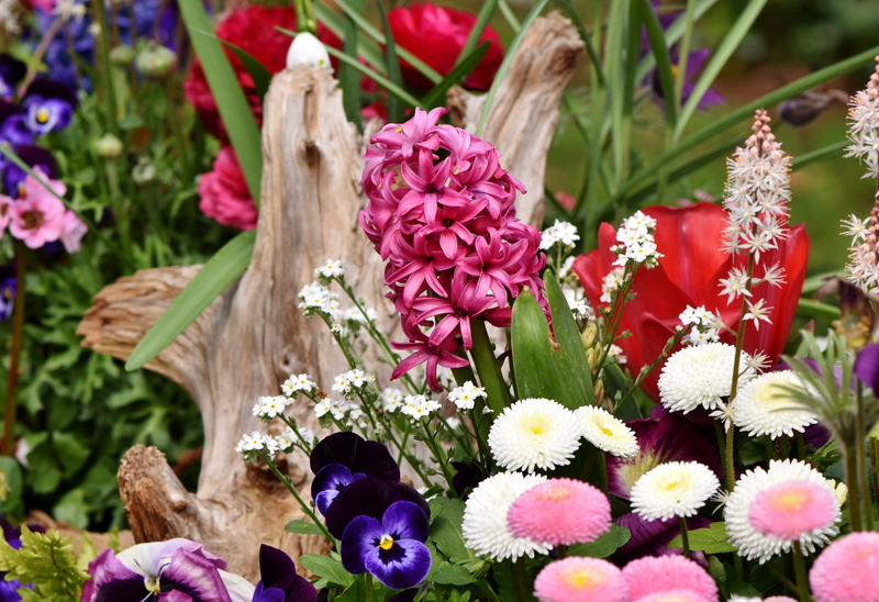 vulnerability, flowers, high angle view, pink color, freshness, flower arrangement, pink flowers, focus on foreground, outdoors, purple, pink flower, plant