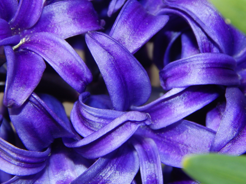 purple, 4K, nature, spring flowers, blossom, flower, plant, violet, spring greetings, frühlingsanfang, Spring, growth, flowering plant, freshness, Greetings